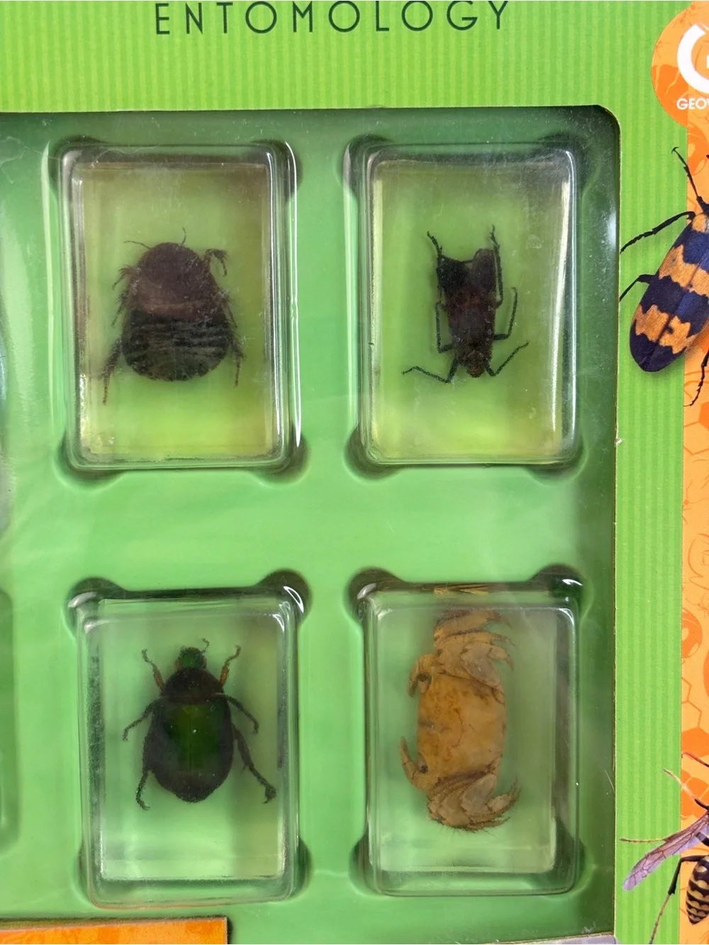 Dr. Steve Hunters Bug's World Collection - Entomology Set NEW!
